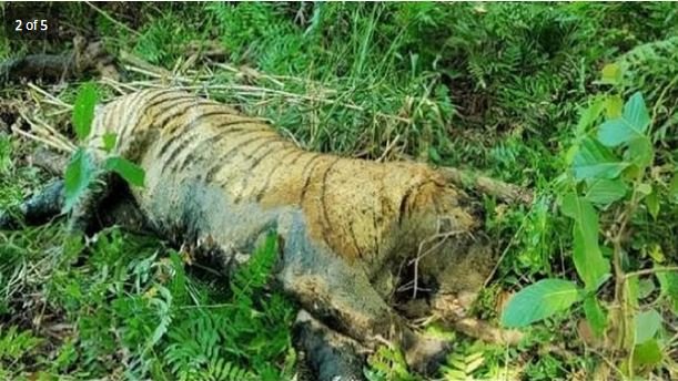 राष्ट्रीय उद्यान-जू का नर बाघ की मौत