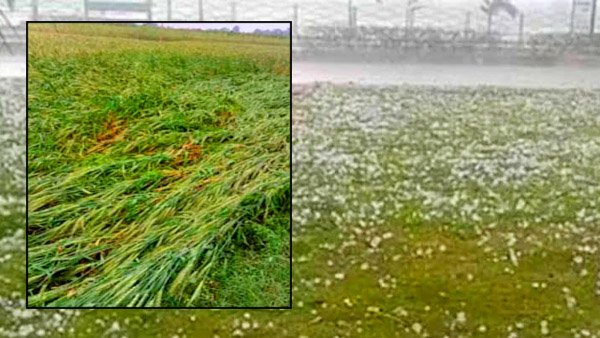 सीधी जिले में ओलावृष्टि से फसलों को क्षति, सरकार कराए सर्वे