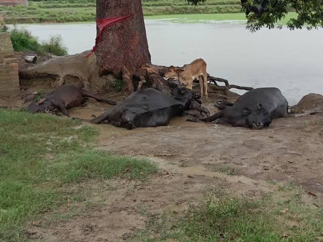 फैक्ट्री से निकले गंदे पानी से 5 भैंसों की मौत, फैक्ट्री पर धरना, प्रदर्शन