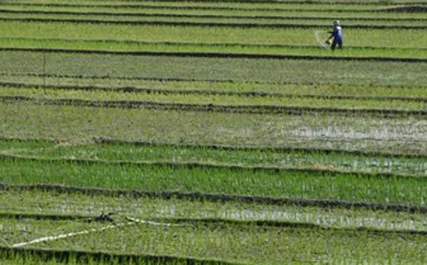 इंडोनेशिया सरकार चावल के खेतों पर आवास विकास को रोकेगा