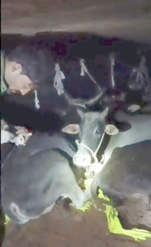 मवेशियों से भरा ट्रक पकड़ाया 