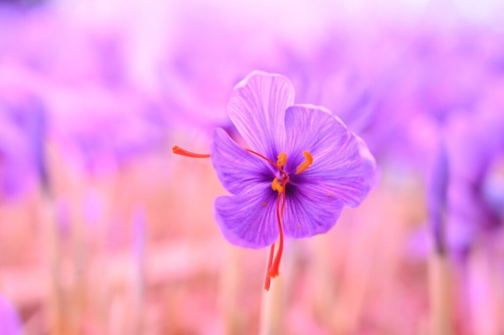 डॉ. राठौर व उनकी पत्नी ने बिना हवा, मिट्टी व पानी के उगाई कश्मीर जैसी केसर