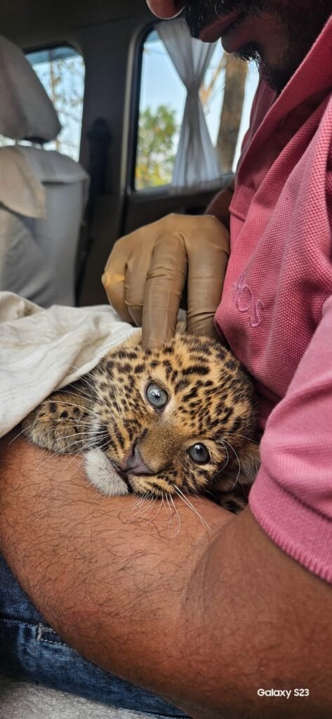 चट्टानों की दरारों में फंसा था शावक तेंदुआ 