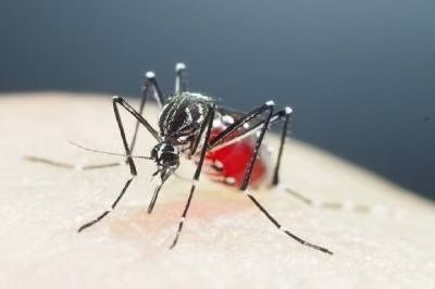 ग्वालियर में जापानी बुखार के 11 संदिग्ध मिलने से हड़कंप