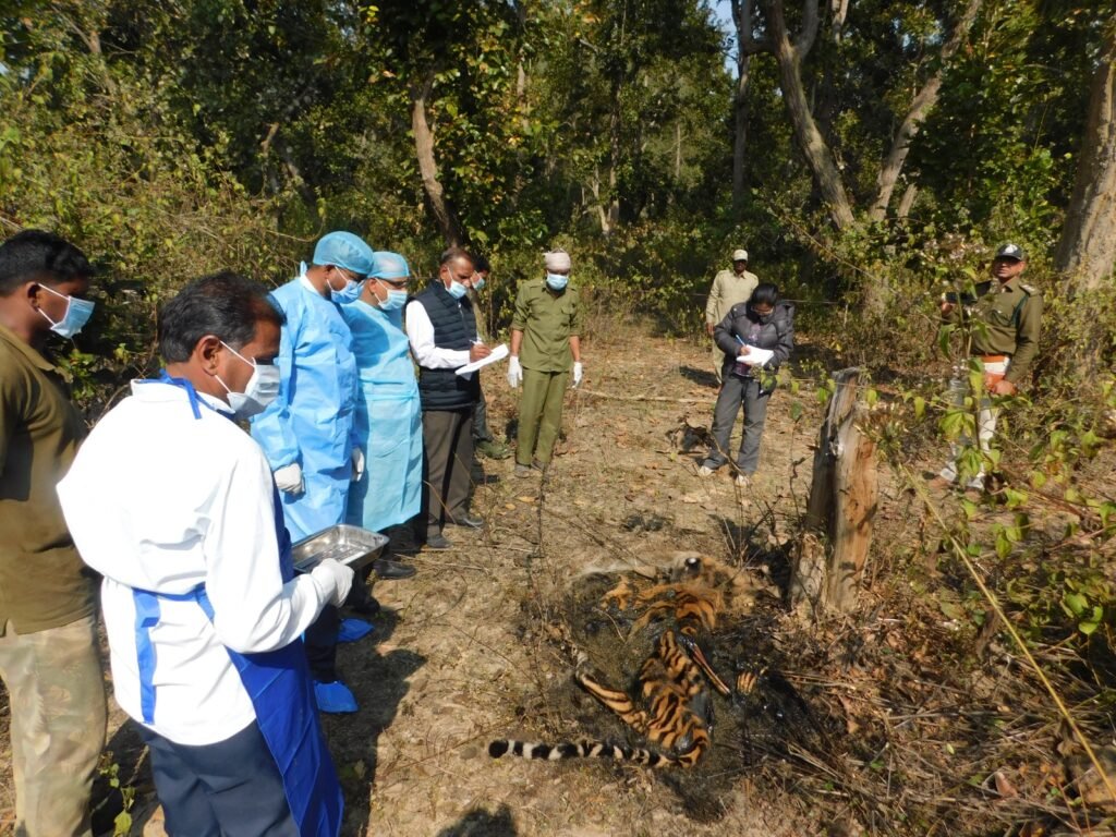 मुक्की वन परिक्षेत्र में मिला 2 वर्षीय मादा बाघ का शव