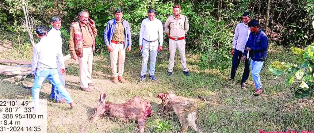 मॉलगाड़ी की टक्कर से सांभर के हुए दो टुकड़े