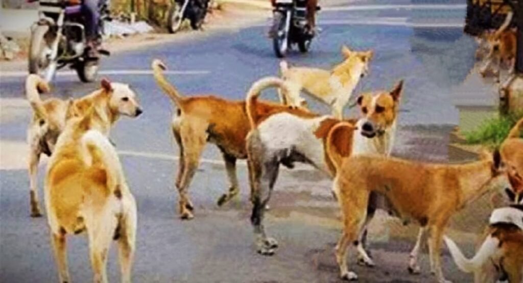 बढ़ती आवारा श्वानों की संख्या बन रही परेशानी का कारण