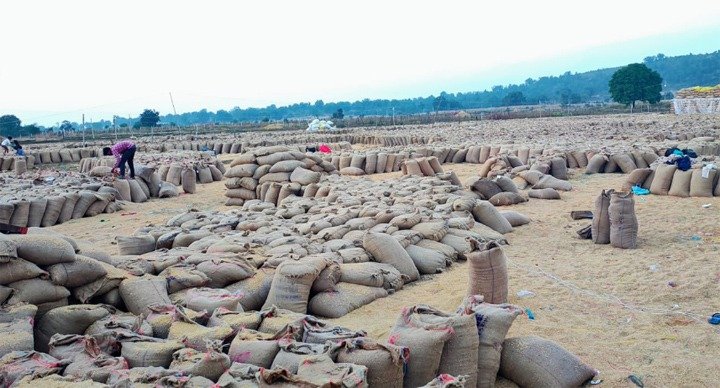 44 उपार्जन केन्द्रों से 1051650 क्विंटल धान की हो चुकी है खरीदी