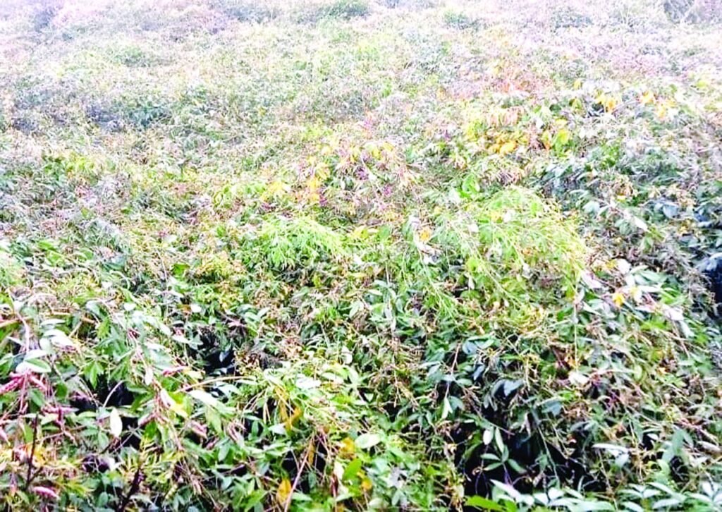 बेमौसम बरसात, दलहनी फसलों को नुकसान