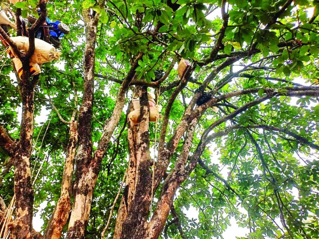 हाथियों से बचाने आदिवासियों ने टांगा पेड़ पर अनाज एवं अन्य सामान