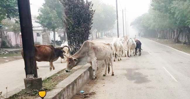 सड़क पर घूमने वाले मवेशी बद्इंतजामी का शिकार, ठण्ड से थर-थर कांप रहे मवेशी