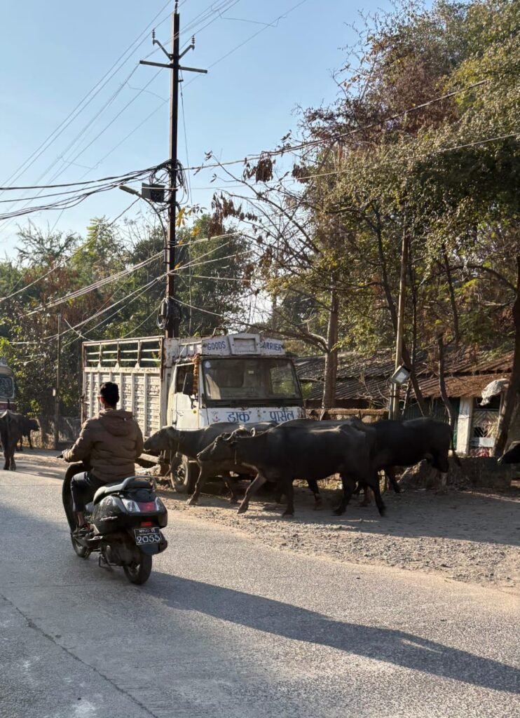 गौशाला प्रोजेक्ट का नहीं हो सका श्री गणेश