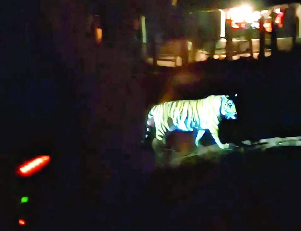 तुलरा बिरासनी देवी के दर्शन को पहुंचे हाथी, बाघिन ने जालेश्वर मंदिर के पास डाला डेरा