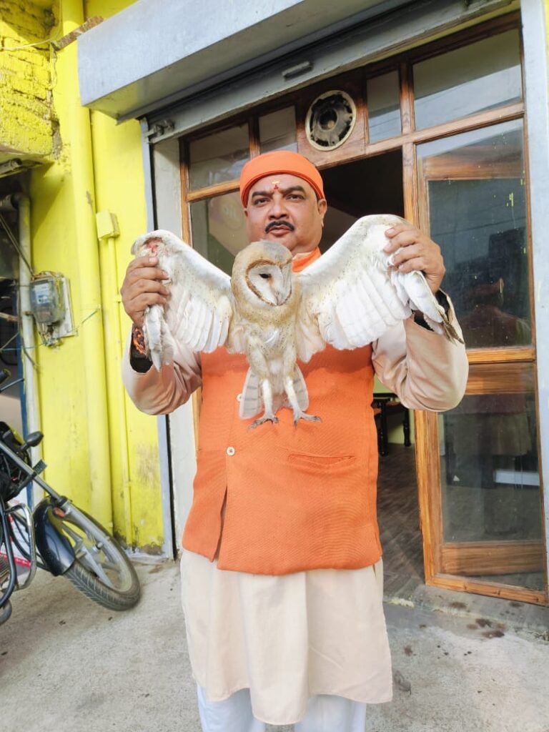 मांझे से घायल हो कर गिरा  विलुप्त उल्लू