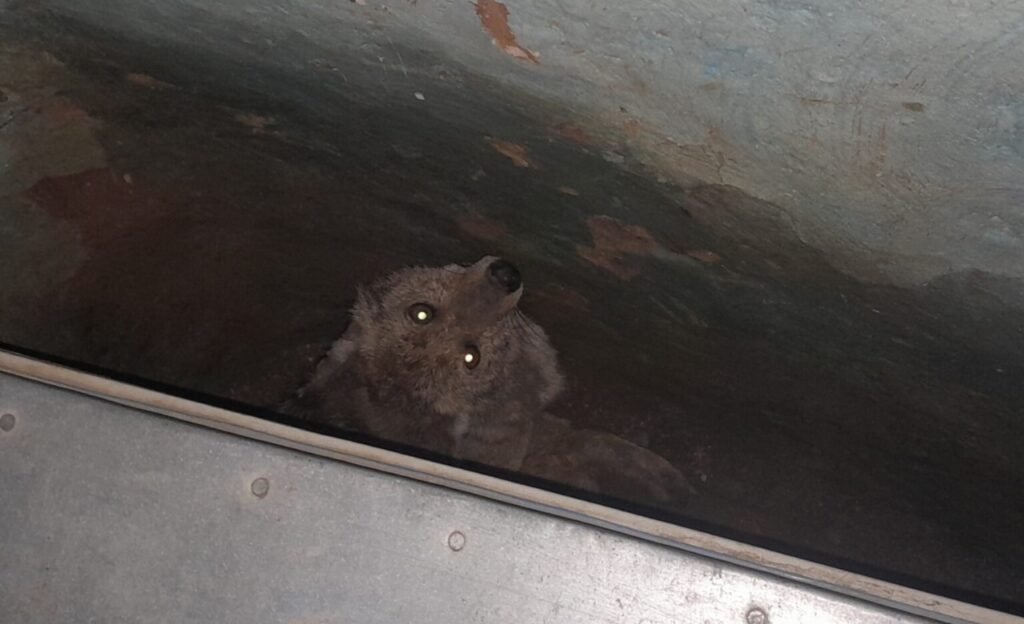 घर में घुसा सियार, टीम ने किया रेस्क्यू