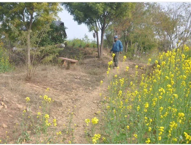 सतनवाड़ा मे रिटायर्ड फौजी ने पथरीले पहाड़ पर भी खिला दिए सरसो के फूल