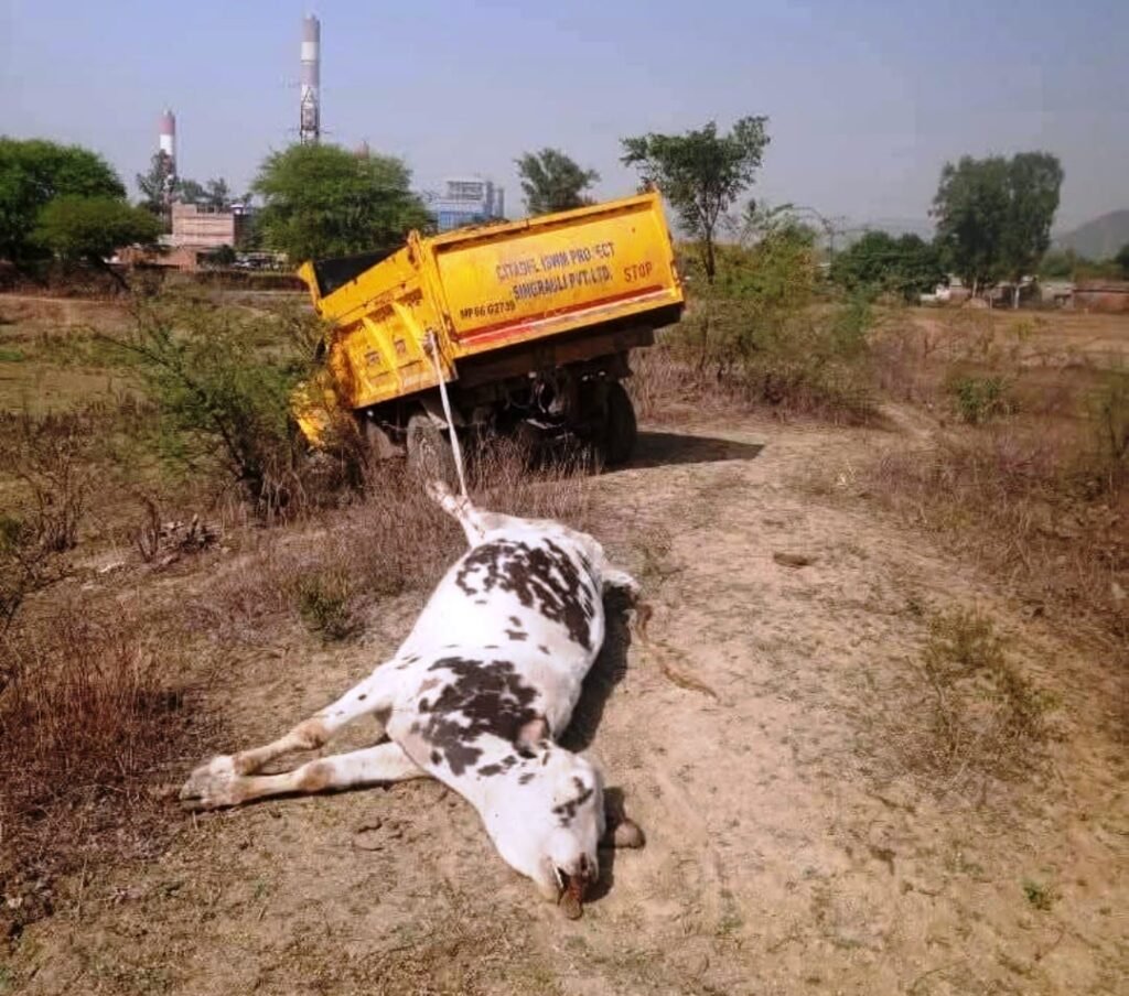 तेलगवां में मृत गाय को घसीटने का फोटो वायरल