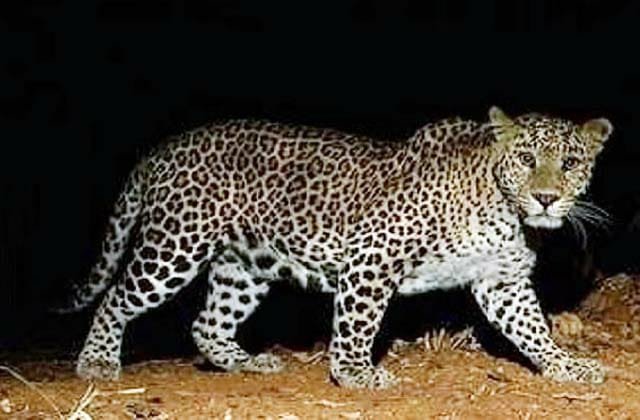 भिंड के डिडौना गांव में तेंदुए का मूवमेंट, बछड़े पर किया हमला, वन विभाग ने की पुष्टि