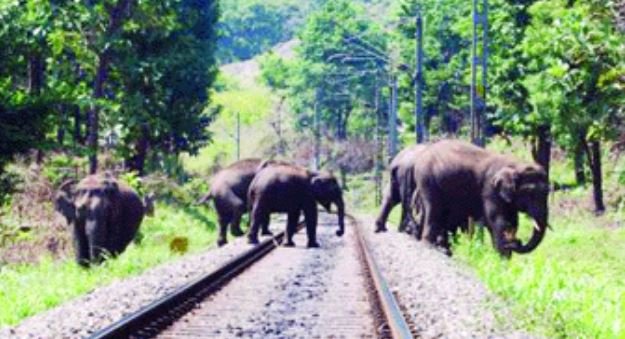 श्रीलंका में ट्रेन से टकराने से छह जंगली हाथियों की मौत