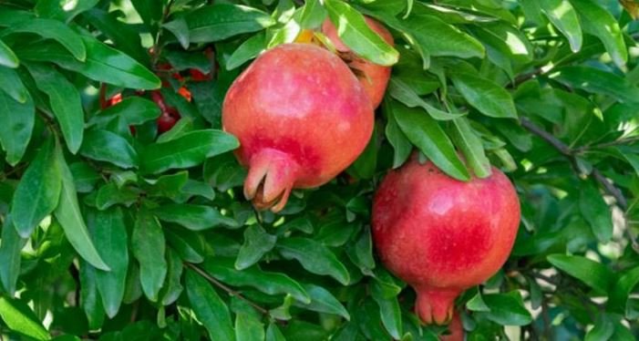 अचार तुड़ाई एवं संग्रहण पर 31 मार्च तक प्रतिबंध