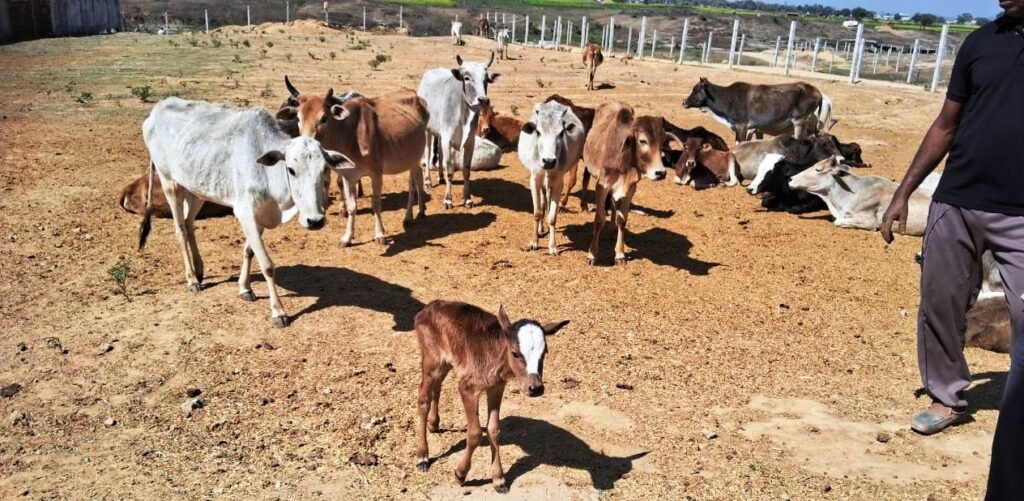 गौशाला में गायों की हालत दयनीय, चारा पानी की कमी से तड़प कर मर रहे गौवंश