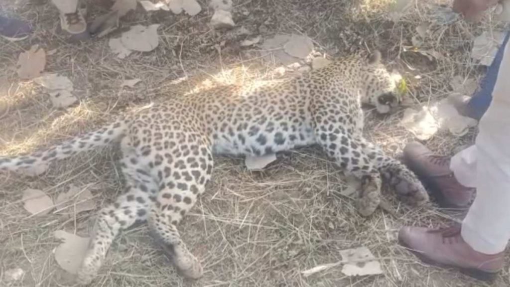 अमानगंज में मृत मिला तेंदुआ प्राकृतिक मौंत की आशंका