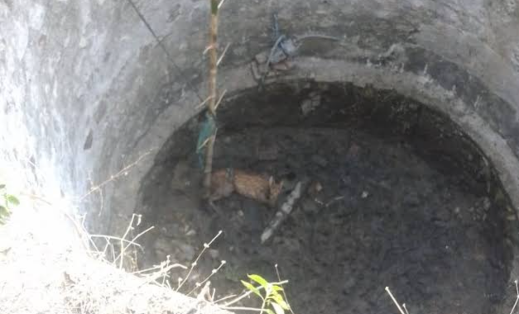 सूखे कुएं में गिरे चीतल की ग्रामीणों ने बचाई जान