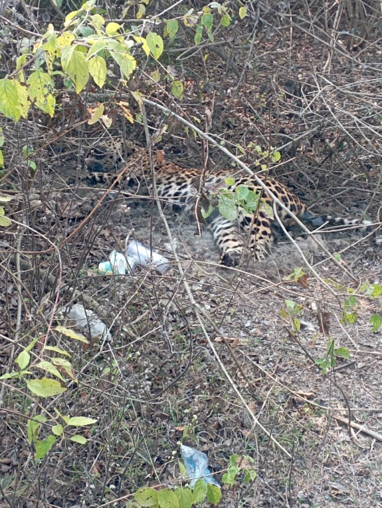 शिकारियों के ठिकानें मिल रहे, शिकारी नहीं