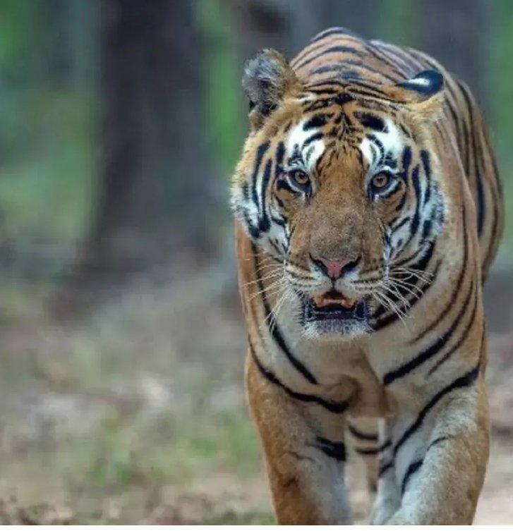 माधव नेशनल पार्क में गुजरात के पर्यटकों को दिखा टाइगर, फोटो जारी हुआ