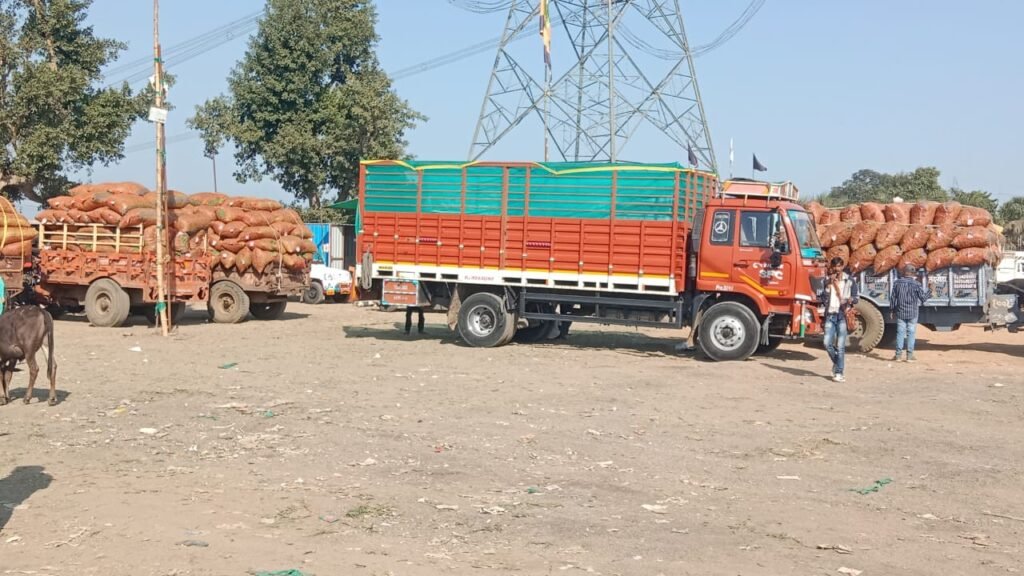 आखिरी समय पर मटर के भाव गिरे