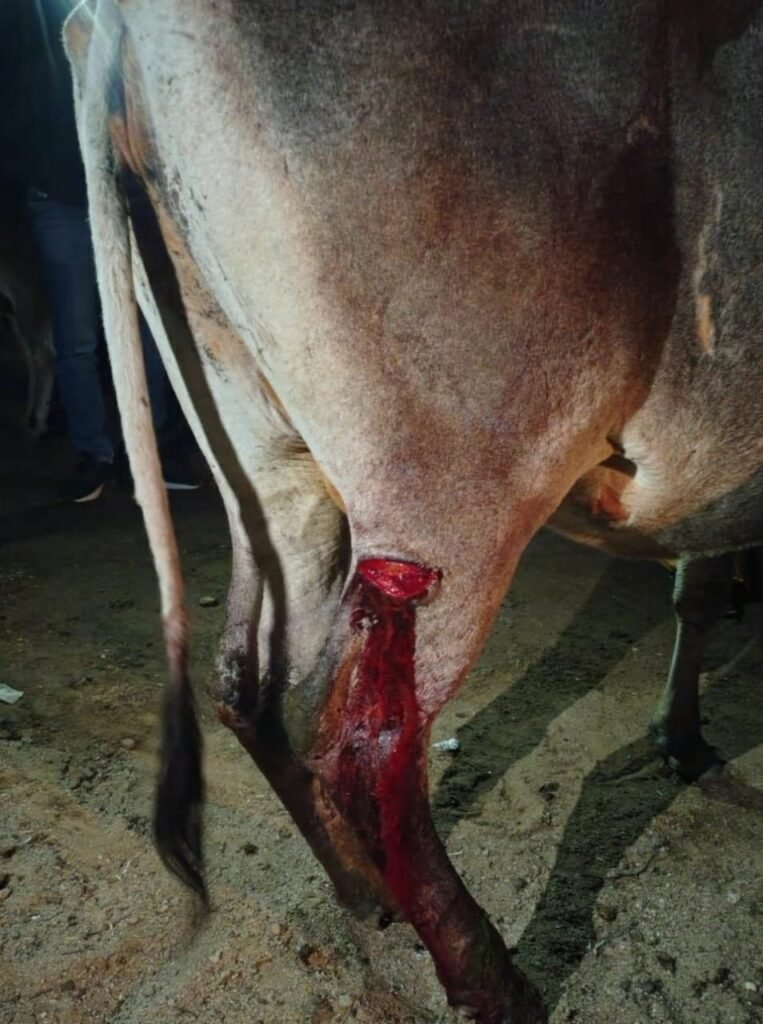 गाय को कुल्हाड़ी मार मार कर किया गम्भीर घायल