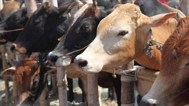 गौ तस्करी करते लोडिंग वाहन पकड़ाया, आक्रोशितजनों ने किया पथराव