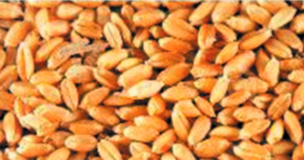 समर्थन मूल्य: तीन लाख किसानों ने कराया पंजीयन