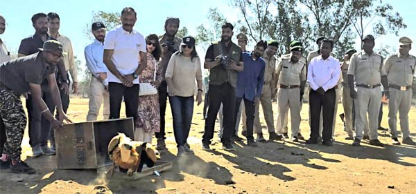 सतना से रेस्क्यू कर लाए यूरेशियन वल्चर को रायसेन वन मंडल के सरार बीट में छोड़ा गया