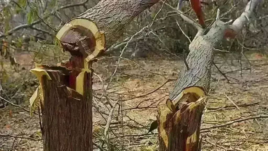 53 प्रजातियों के वृक्ष की कटाई व परिवहन में छूट अवैधानिक