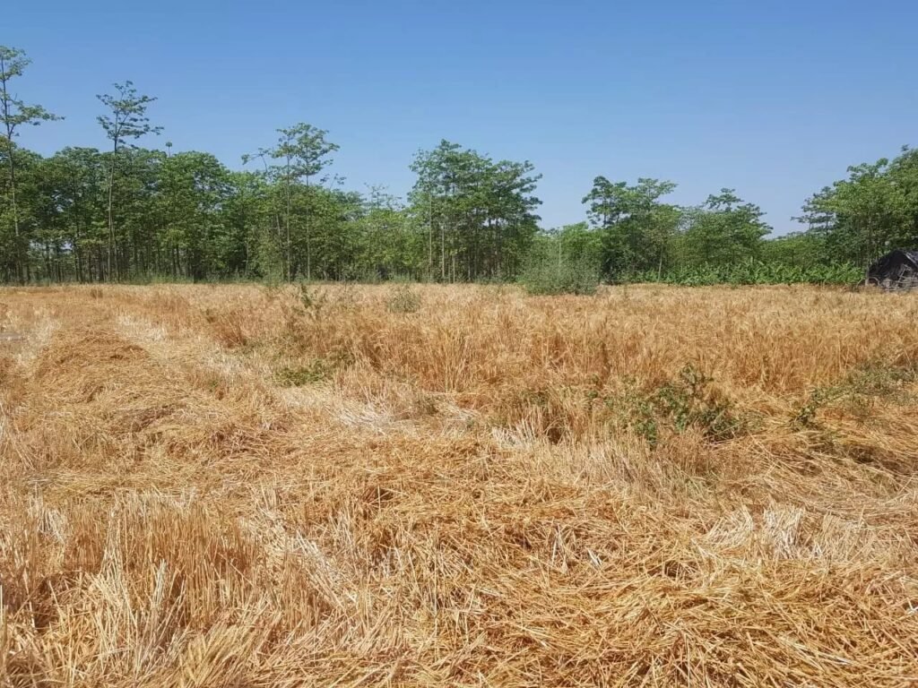 बढ़ती गर्मी से पकने लगीं गेहूं की फसल 