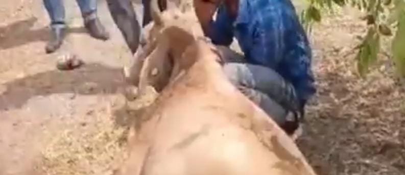 अलसी की फसल खाने से 14 मवेशियों की मौत, 9 की हालत नाजुक 