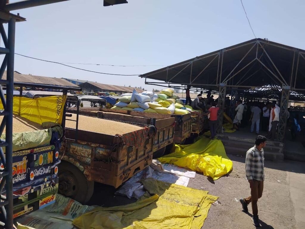 गेहूं की बम्पर आवक से समूचा मंडी परिसर पटा, आने वाले दिनों में और बढ़ेगी भीड़