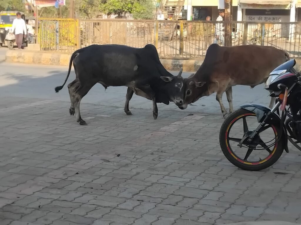 सड़कों पर लड़ते-झगड़ते सांड बने लोगों की मुसीबत 