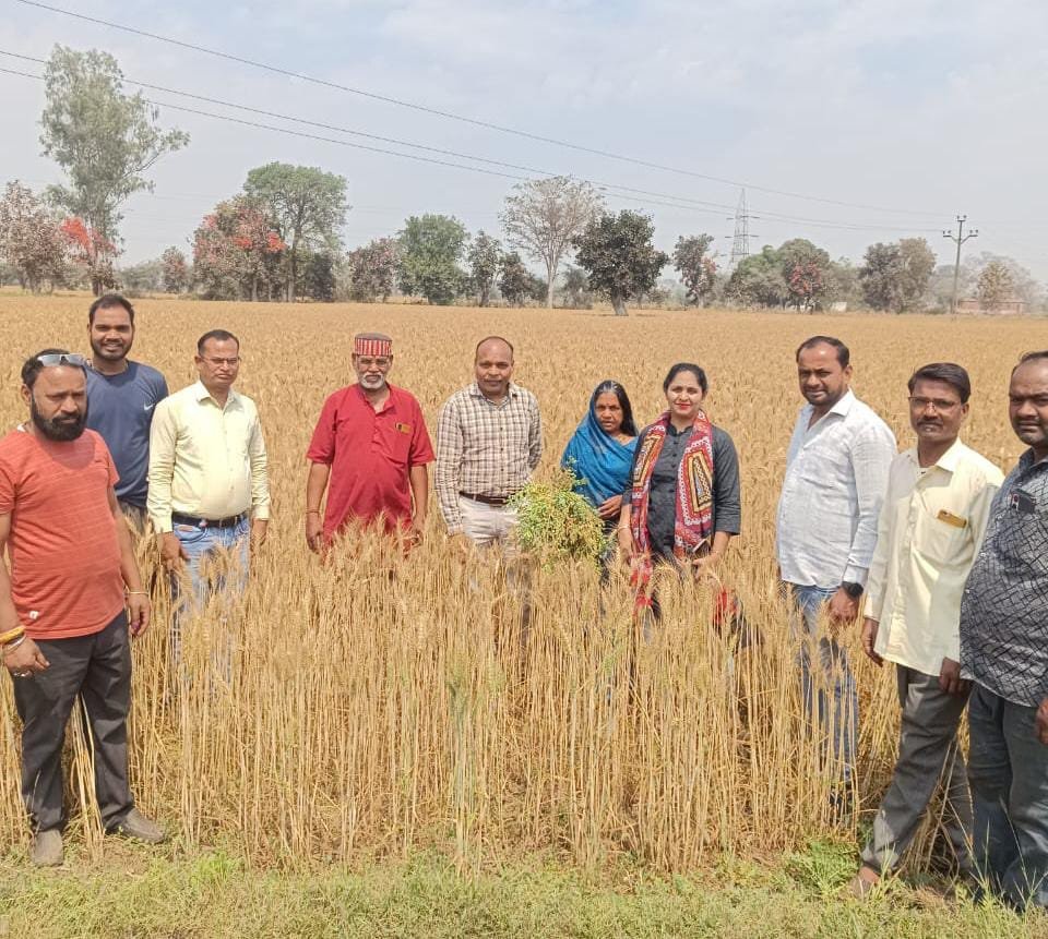 डीबीडबल्यू-303 बीज से 22 क्विंटल प्रति एकड़ निकल रहा गेहूं 