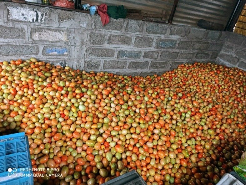 2 रुपए किलो में टमाटर बिक रहा इस लिए मवेशियों को खिला रहे किसान
