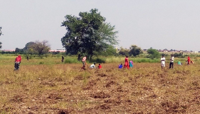 फसल तैयार, मजदूरों का टोटा
