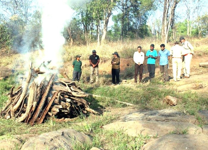 मादा तेंदुआ की मृत्यु, शिकार से नहीं बल्कि वन्य प्राणियों के झगडे से हुई 