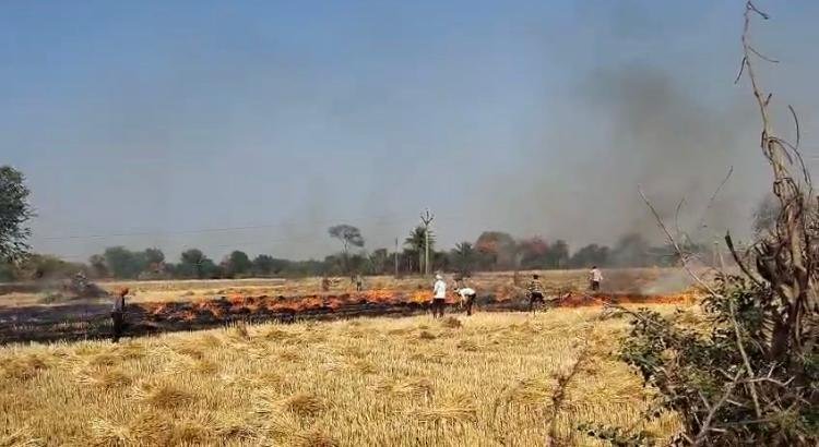 पलेरा में दो एकड़ की फसल जल कर खाक