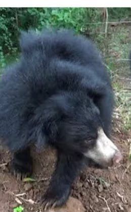 सड़क हादसे में भालू की मौत