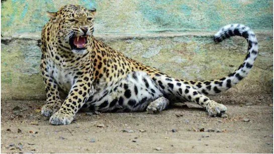 शिवपुरी की अमोला घाटी में फिर दिखा तेंदुआ