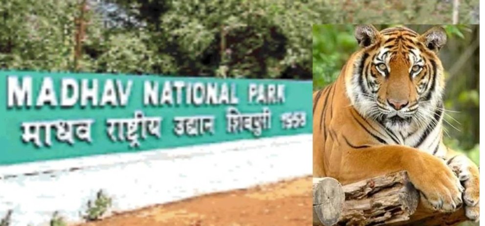 सीएम और सिंधिया करेंगे मप्र के 9वें टाइगर रिजर्व ‘माधव’ का लोकार्पण
