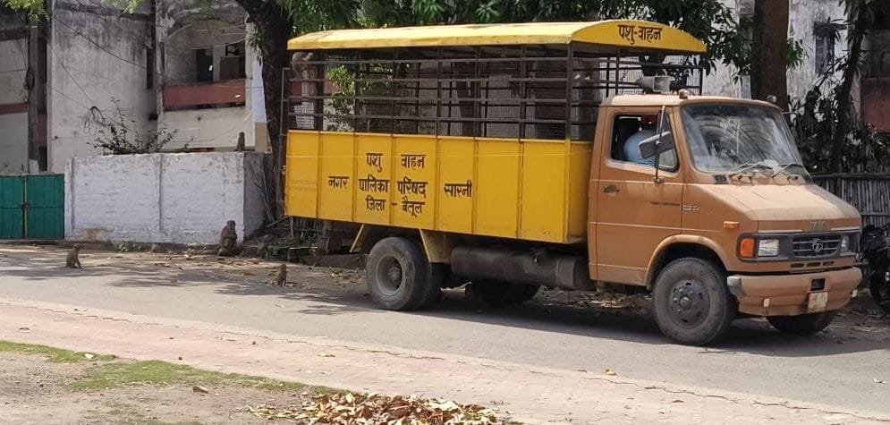 सारनी में बंदर पकड़ना शुरू,एक्सपर्ट पकड़ें इसके लिए बुलाये ऑनलाइन टेंडर