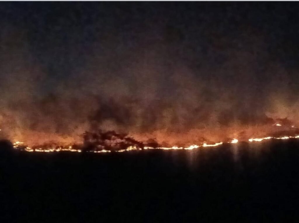 उटीला के जंगल में भीषण आग