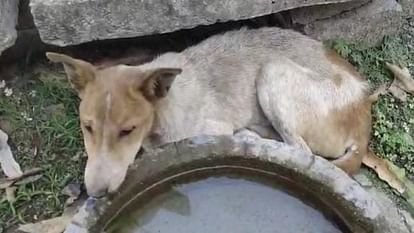 जहर से नहीं, बीमारी से हुई थी सात डॉग्स की मौत